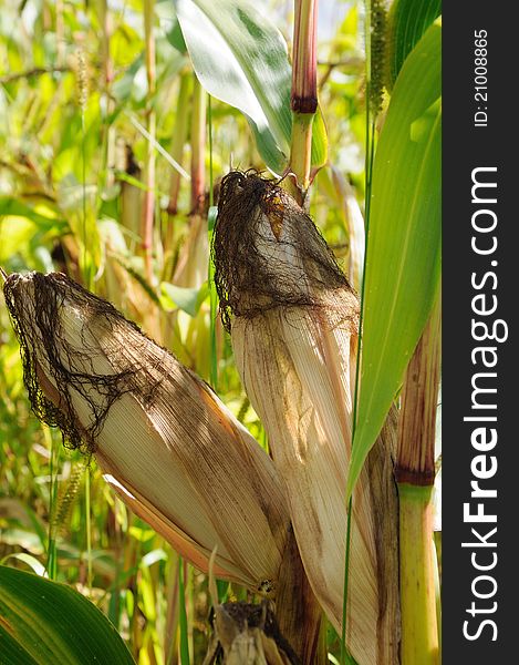 Ears of corn on stem in a field. Ears of corn on stem in a field