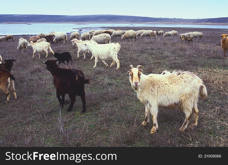 Goats and sheep grazing in a field, Saraturi Murighiol, Danube Delta. Film scan.