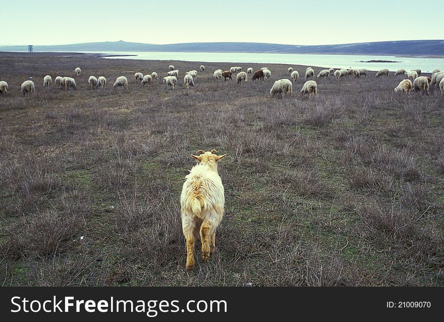Goat and flock of sheep grazing in a field, Saraturi Murighiol, Danube Delta. Film scan.