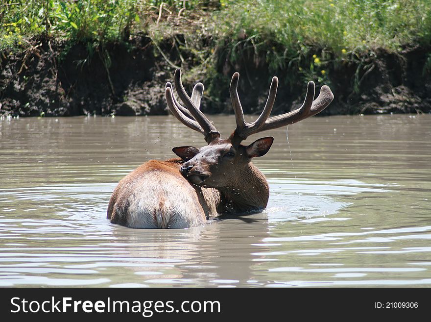 Elk cooling off in the water with flys around his head