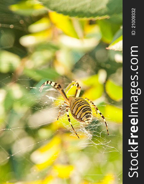 Big spider on a web, focusing on a spider