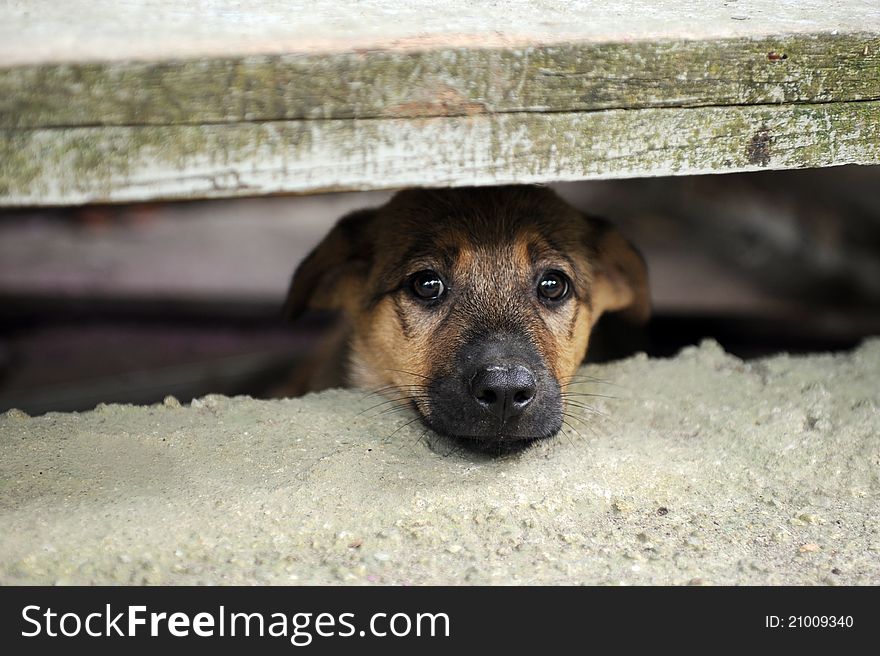 A puppy hide under the wood stair.