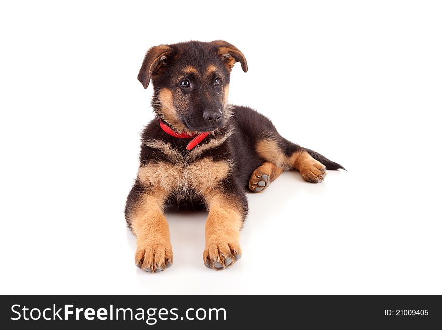 Baby german shepherd isolated over a white background