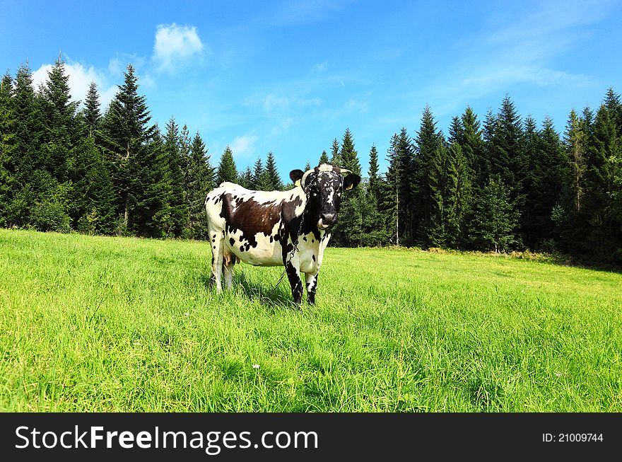 Photo of a cow standing in a field with hills