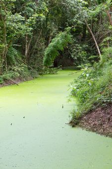 Free Weed Stock Images - 21010984