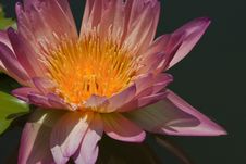 Beautiful Lotus Stock Photography Beautiful Lotus Stock Photography
