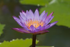 Beautiful Lotus Stock Image Beautiful Lotus Stock Image
