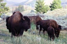 Bison Grazing In Yellowstone National Park Stock Image Bison Grazing In Yellowstone National Park Stock Image