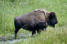 Bison Grazing In Yellowstone National Park Royalty Free Stock Photography Bison Grazing In Yellowstone National Park Royalty Free Stock Photography