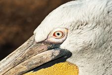 Pelican Royalty Free Stock Images Pelican Royalty Free Stock Images