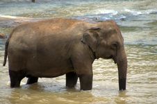 Pinnawela Elephant Orphanage In Sri Lanka Stock Photography Pinnawela Elephant Orphanage In Sri Lanka Stock Photography
