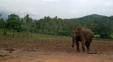 Asian Elephant In Sri Lanka Stock Photo Asian Elephant In Sri Lanka Stock Photo