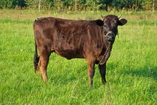 Cow Pasture Stock Images