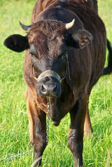 Cow Pasture Stock Photo