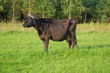Cow Pasture Stock Photos