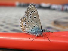 Common Blue Butterfly Male Stock Photos Common Blue Butterfly Male Stock Photos
