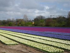 Dutch Flower Field Stock Photography