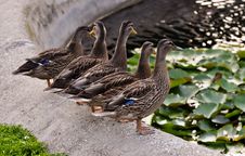 A Family Of Mallard Ducks Standing At A Fountain Royalty Free Stock Photos