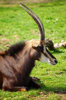Goat Royalty Free Stock Images