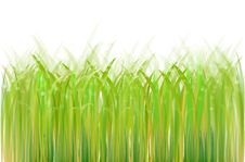 Fresh Green Grass Royalty Free Stock Image