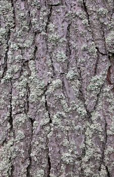Pine Tree Bark Stock Photos