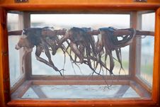 Octopuses Drying Royalty Free Stock Photo Octopuses Drying Royalty Free Stock Photo