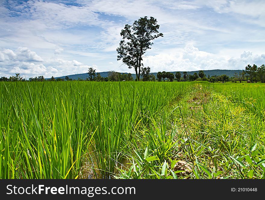 Lush green rice field