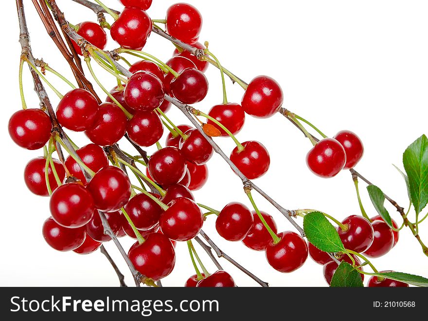 Branch of ripe cherries on white