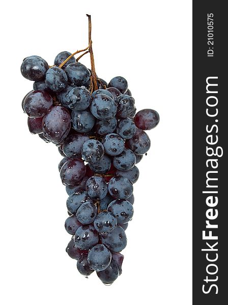 Branch of black grape on white