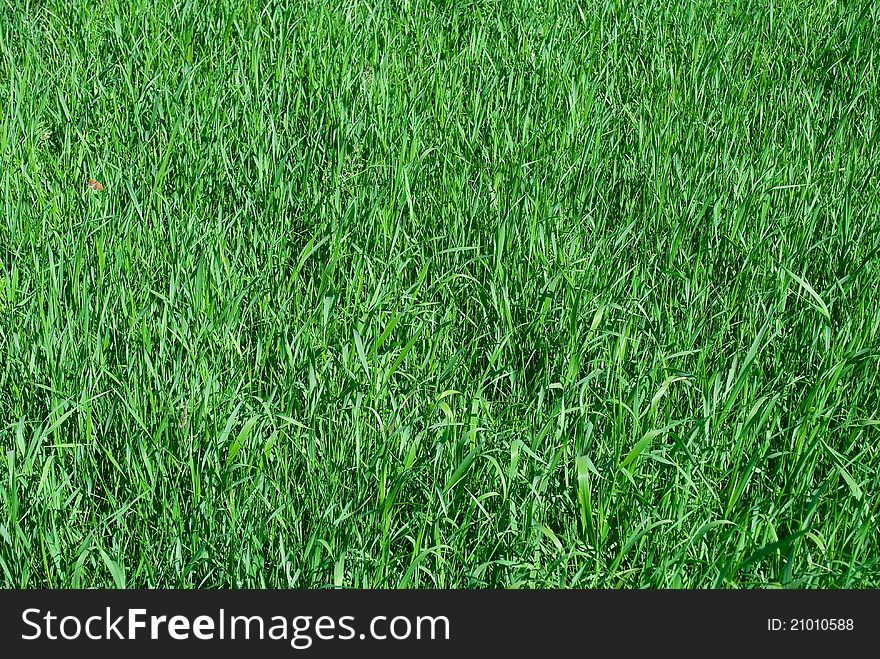 Young green grass