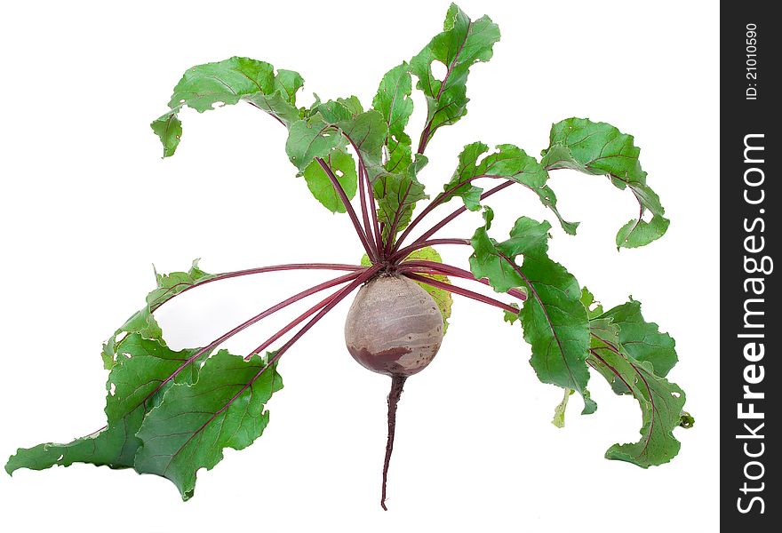 Beet Root