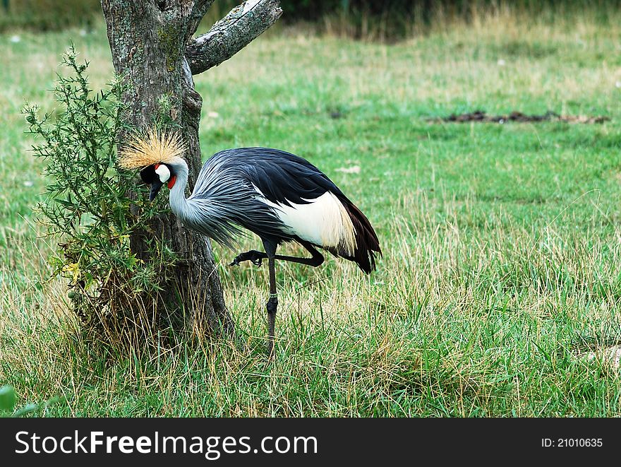 Crowned crane is looking for food