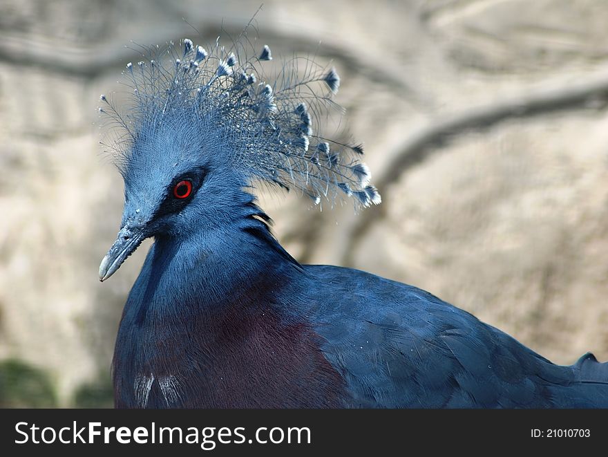 Blue African Pigeon