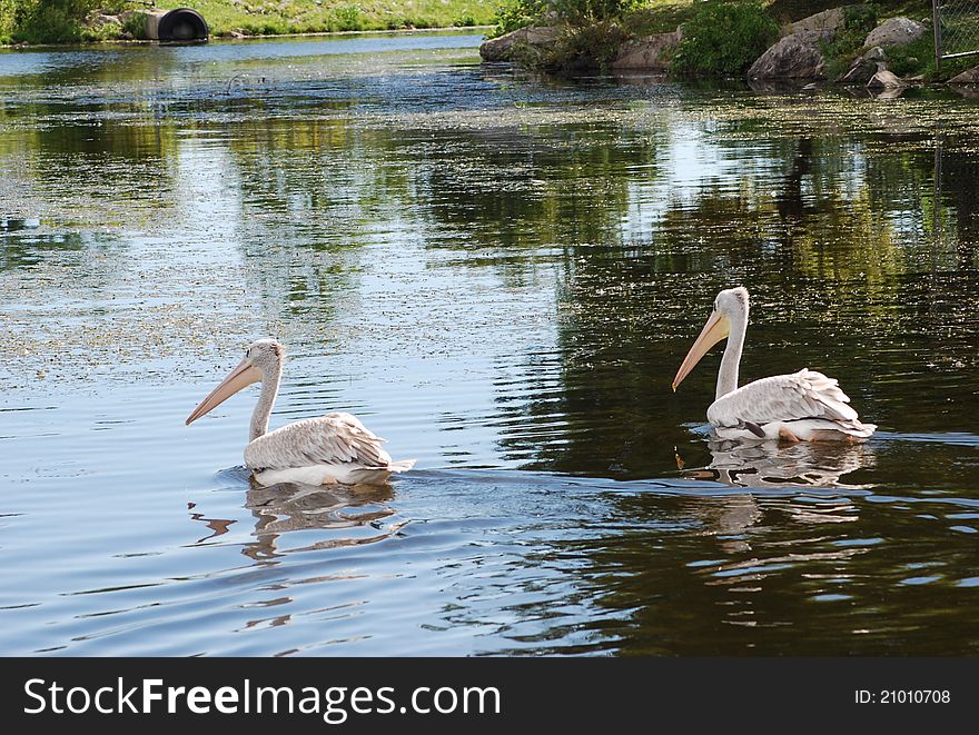 Pink pelicans are swimming in the river