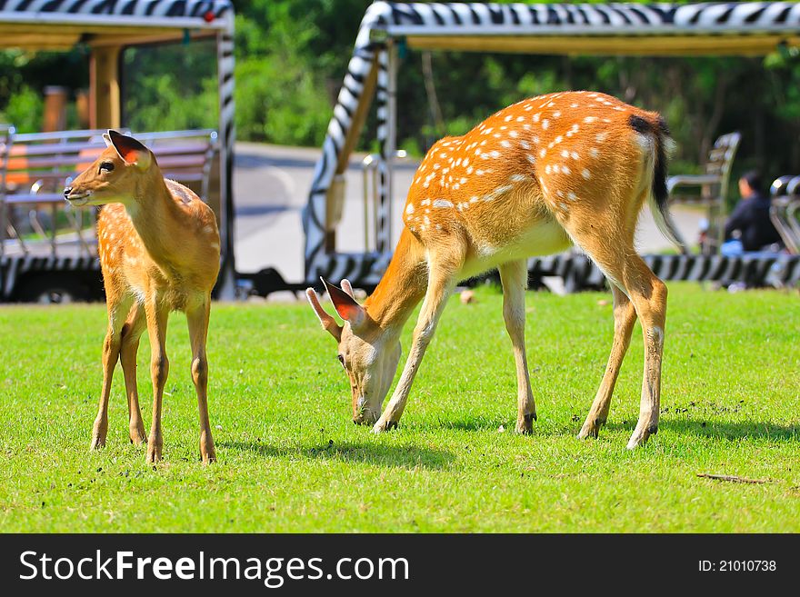 Deers eat some grass in the zoo. Deers eat some grass in the zoo