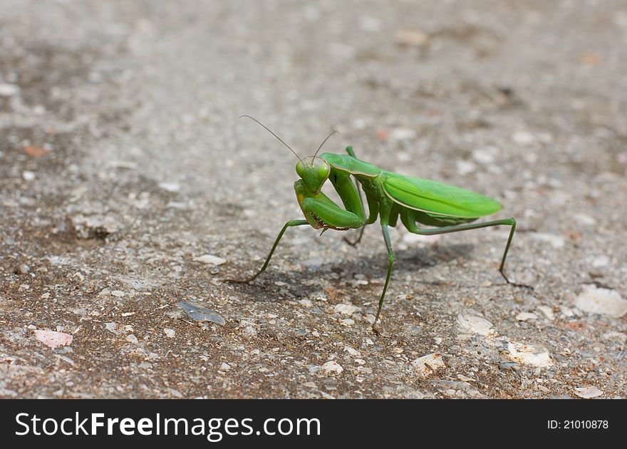 Green mantis over stone background