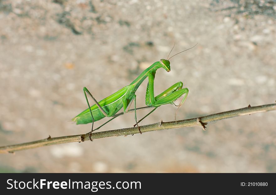 Green mantis riding on twig