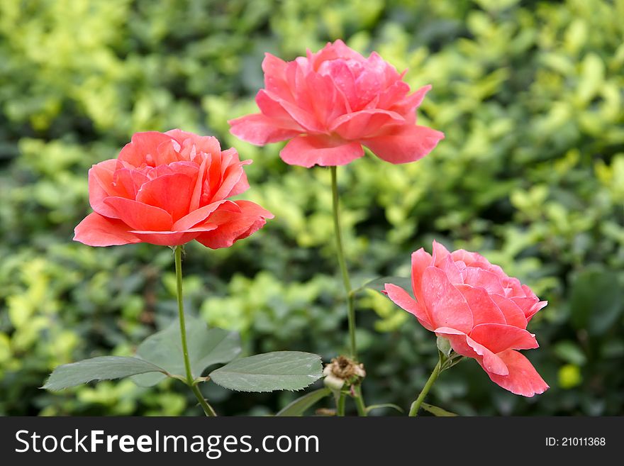 The close-up of pink China rose flower