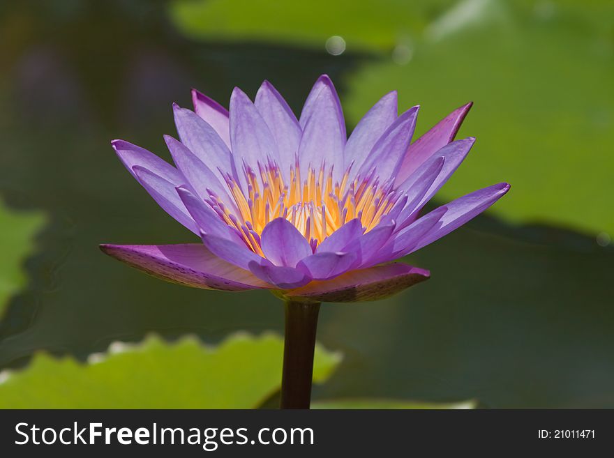 Beautiful flowers of the lotus plant in bloom. Beautiful flowers of the lotus plant in bloom.