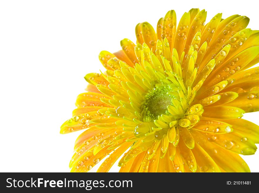 Close-up photography, orange gerbera flowers, blurry background. Close-up photography, orange gerbera flowers, blurry background