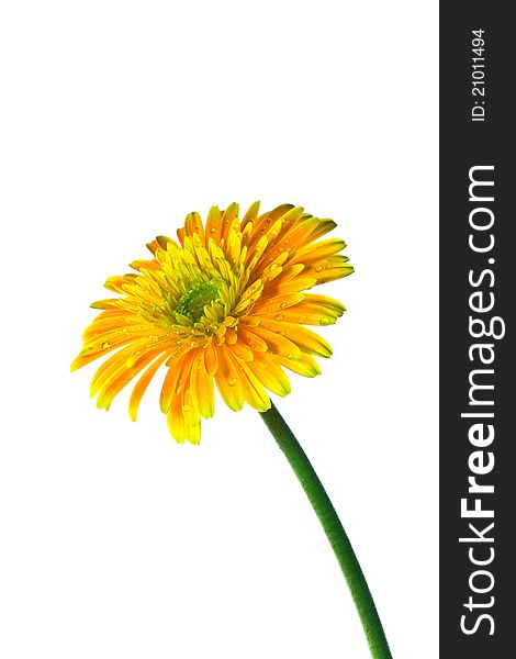 Orange gerbera flowers, outstanding on a white background