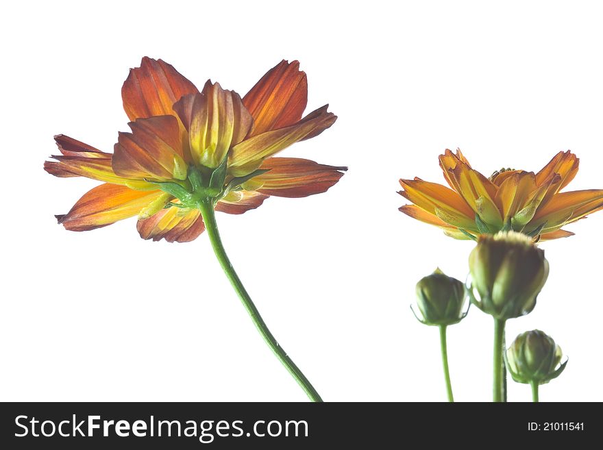 Isolate aster flowers