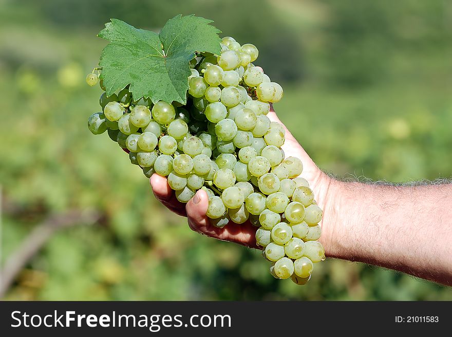 White grapes in male hand