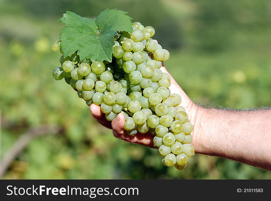 White Grapes