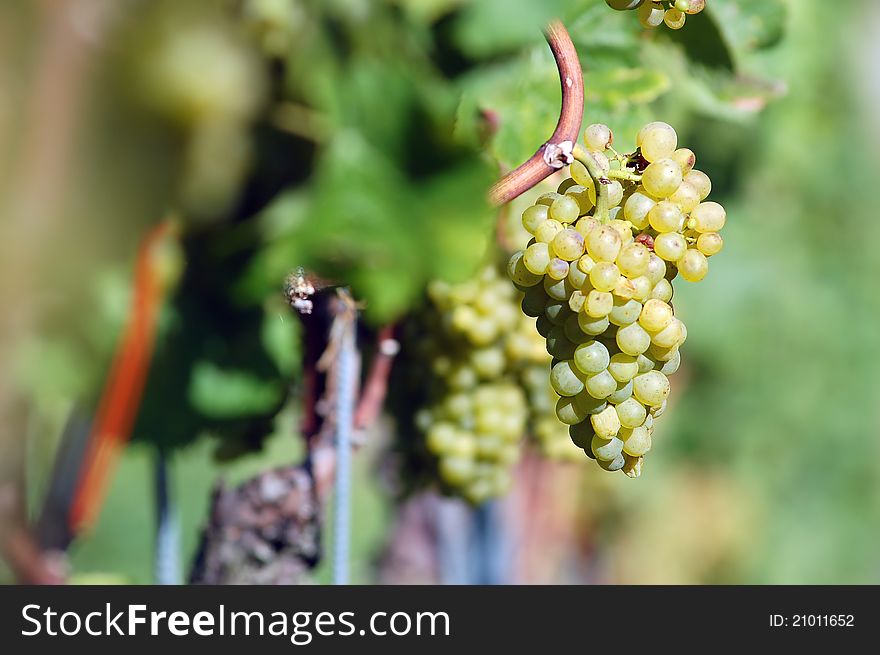 White grape in the vineyard