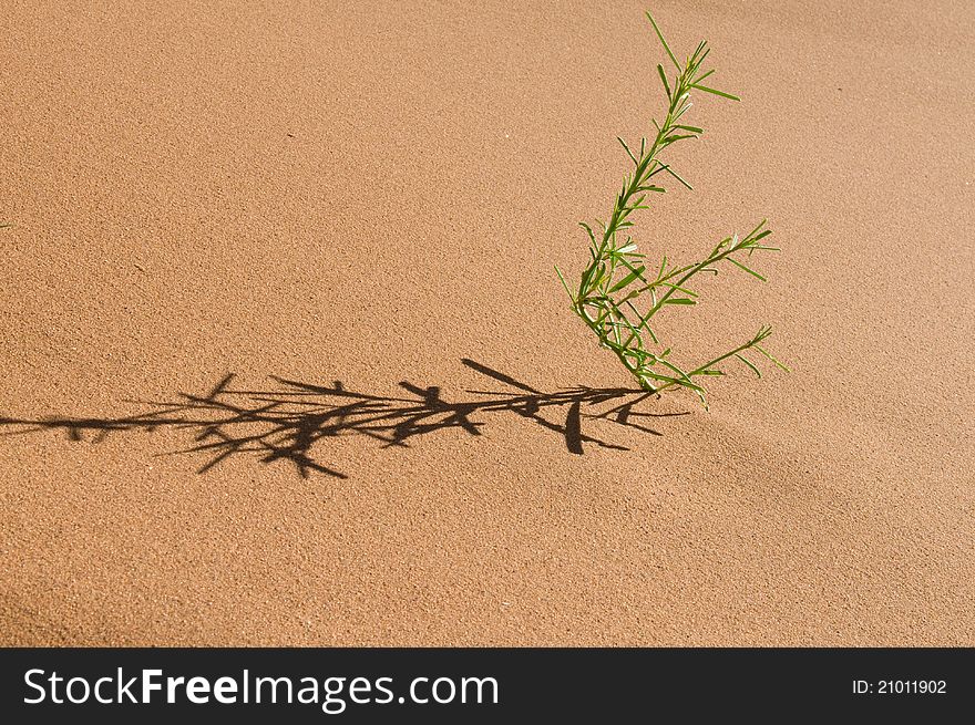 Green plant growing in a dune is casting its shadow over sand. Green plant growing in a dune is casting its shadow over sand