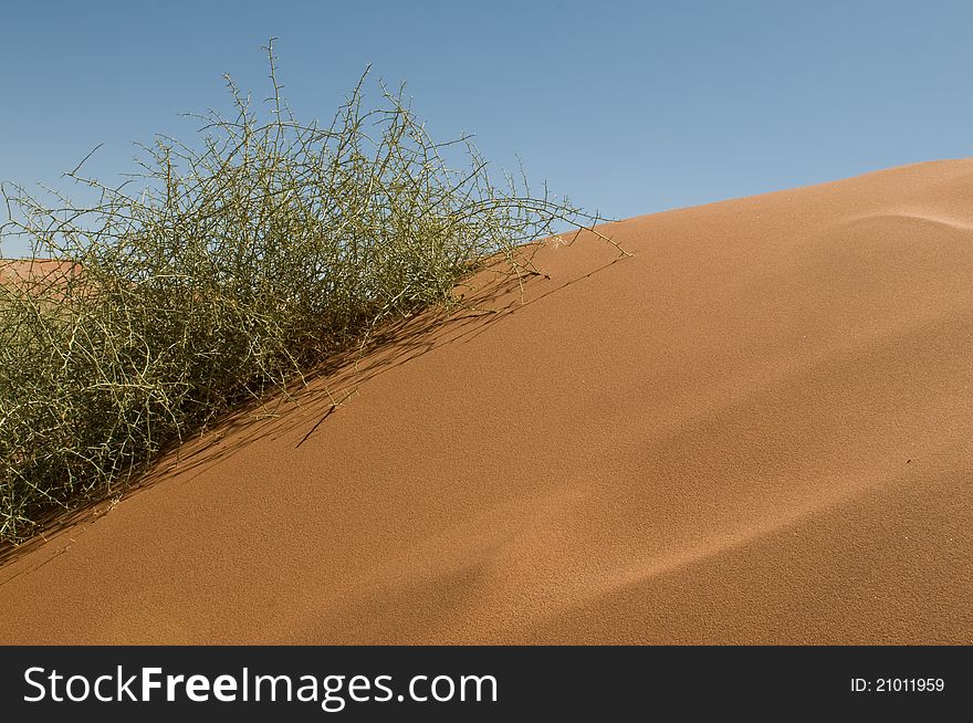 Green plant growing on a dune against blue sky. Green plant growing on a dune against blue sky