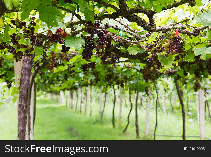 Red grape vine in the yard