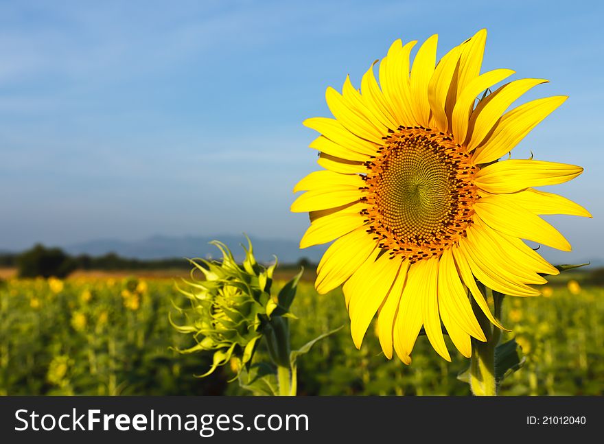 Sunflower field and blue sky