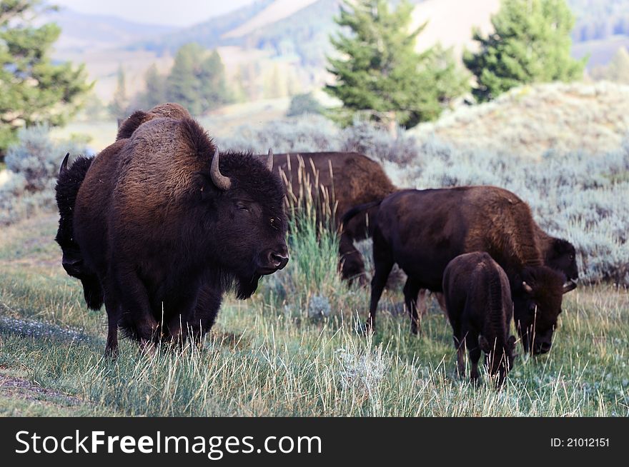 Bison grazing in Yellowstone National park
